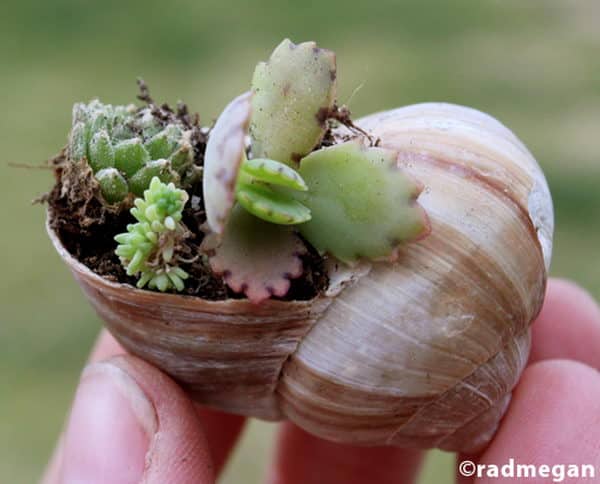 10 miniature shell garden