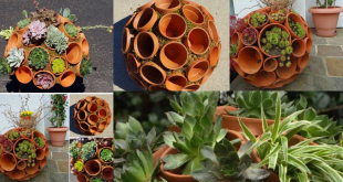 vaso de plantas com mini vasos